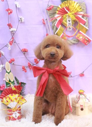 20230131かぐらちゃん